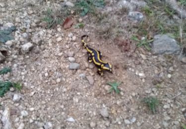 Tocht Andere activiteiten Saint-Vincent-d'Olargues - Col du Poirier - Photo