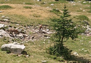 Randonnée Marche Saint-Martin-Vésubie - prals - Photo