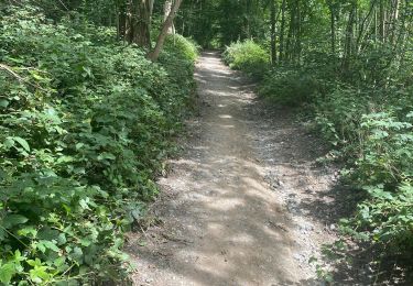 Trail Walking Mons - Bois d'Havré - Saint-Symphorien - Bois Là-Haut. - Photo