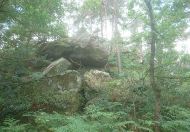 Trail Walking Fontainebleau - la faisanderie 24 juin 2022  - Photo