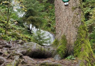 Trail Walking Gérardmer - Gérardmer cascade saut bourrique tour merrelle 15kms 488m  - Photo