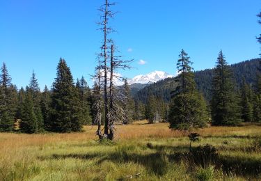 Trail Walking Crest-Voland - Autour de Mont Lachat - Photo
