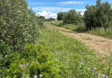 Trail sport Pignan - Piste maison de retraite Pignan 14/05/2024 - Photo