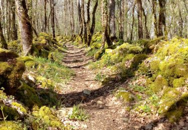 Trail Walking Mauzac-et-Grand-Castang - Mauzac 13,4km - Photo