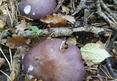 Tour Wandern Le Sauze-du-Lac - la paillote 101021 - Photo