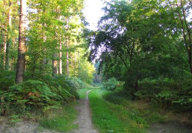 Tour Wandern Choisy-au-Bac - en forêt de Laigue_5_09_2019_Mont Moyen_Queue du Bois_Plates Noues - Photo