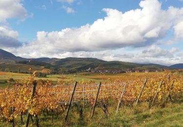 Tour Wandern Epfig - entre forêt vigne et prairie  - Photo