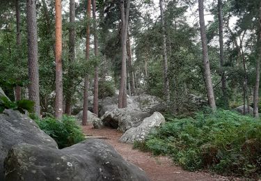 Trail Walking Fontainebleau - les Affolantes fontainebleau  - Photo