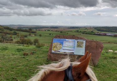 Trail Horseback riding Ernolsheim-lès-Saverne - 2019-10-09 Rando CVA Boucle du Bastberg - Photo