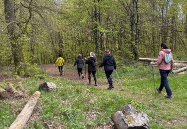 Trail Nordic walking Habscht - Grillplaz - Photo