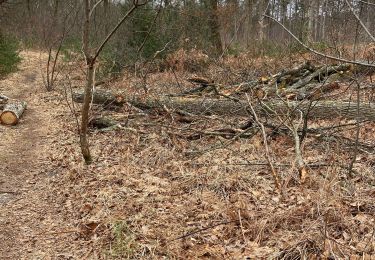 Tocht Noords wandelen Fontainebleau - Départ croix Toulouse  - Photo