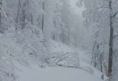 Randonnée Raquettes à neige Bouvante - Tour de Montué - Photo