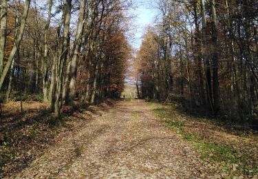 Trail Walking Liège - unif Liege - Photo
