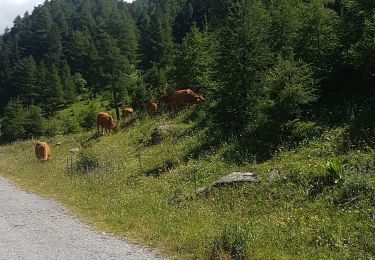 Trail Walking Abriès-Ristolas - Pti belvedère du Viso +sentier decouverte - Photo