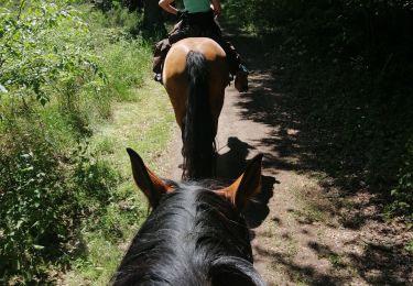 Trail Horseback riding Falck - Falck, forêt de la Houve  - Photo