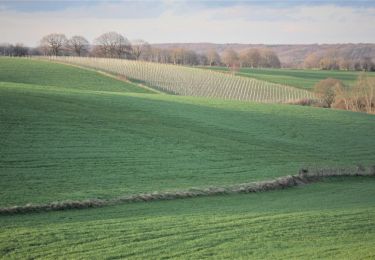Randonnée Marche Aubel - Tour pédestre (raccourci) des vignes du vin du pays de Herve (sans la vigne de Crawhez) - Photo