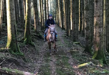 Tocht Paardrijden Fougerolles-Saint-Valbert - Le Sarcenot 1h30 à pied - Photo