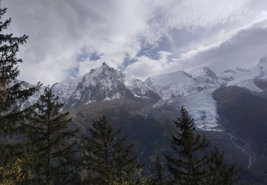 Tocht Stappen Chamonix-Mont-Blanc - 20241015 Chamonix Bois print Gaillands - Photo