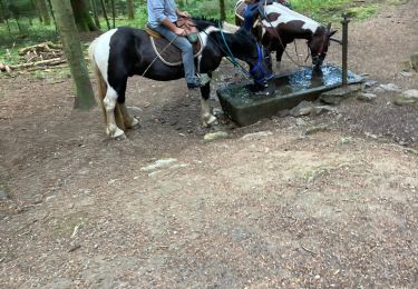 Trail Horseback riding Ban-sur-Meurthe-Clefcy - Reconnaissance chez Delphine fraize  - Photo