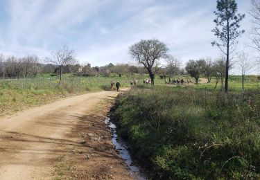 Trail Walking Callas - Le pont d'Endre - Photo