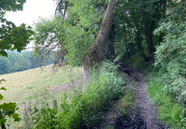 Trail Walking Flobecq - Flobecq 12,2 km - Photo