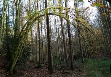 Trail Walking Fougerolles-Saint-Valbert - 07-11-20  - Photo