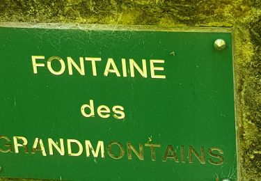 Trail Walking Nerville-la-Forêt - Rhododendron - Photo