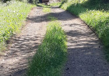 Tocht Stappen Orcines - PUY DES GOUTTES - Photo