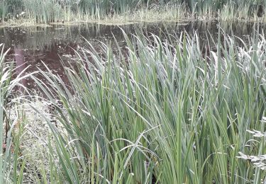 Trail Walking Fontainebleau - rando LSR 30 JUIN  - Photo