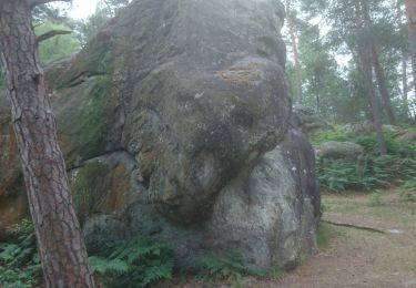 Trail Walking Fontainebleau - carrefour de l'epine 3 juin 2022  - Photo