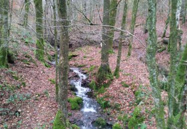 Tour Wandern Herbeumont - Herbeumont - Photo