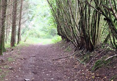 Tocht Stappen Stoumont - Rahier (La promenade du Rofthier) - Photo