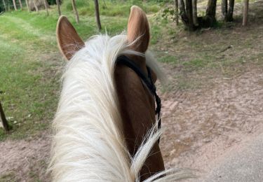 Trail Horseback riding Ingwiller - Laure67  - Photo