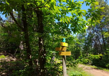 Tour Wandern Meyrannes - rando lilou meyranne - Photo