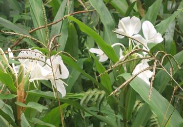 Tour Wandern Gros-Morne - Duchesnetteau callebassier  - Photo