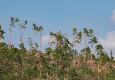 Tocht Te voet Beverungen - B3 - Rund um das Naturschutzgebiet Wandelsberg - Photo