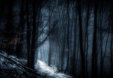 Tour Zu Fuß Jakobsweiler - Dannenfels: Kleeblattweg - Photo