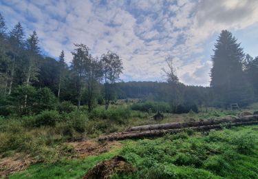 Trail Walking Martelange - rando forêt d anlier 17/09/2021 - Photo