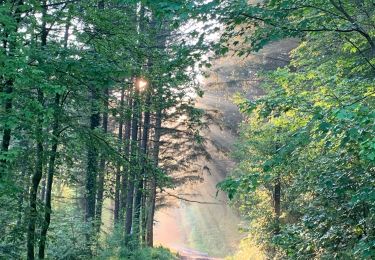 Randonnée Marche Libin - Smuid - Promenade du bois de Renimont - Photo