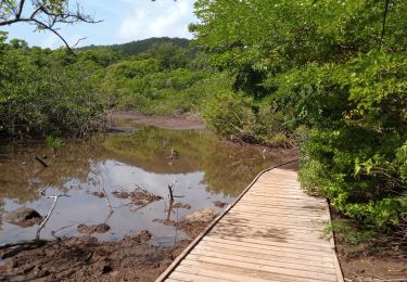 Trail Walking La Trinité - Presqu'île de la Caravelle 🌡️ - Photo