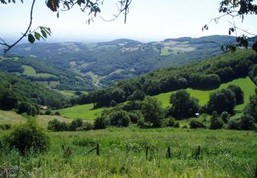 Trail On foot Pollionnay - Col De La Luère - L'Arbresle - Ste Concorce - Photo