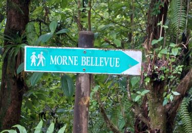 Randonnée Marche Gros-Morne - Fond St Denis-morne  bellevue-perou-morne bellevue- Fond St Denis   - Photo