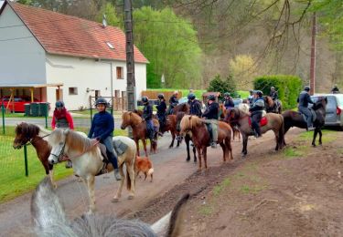 Trail Horseback riding Éguelshardt - 20230501-Eguelshart - Photo