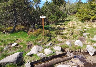 Tour Wandern Le Valtin - gazon du faing, lac noir et truites  - Photo