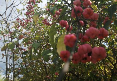 Tour Wandern Saint-Pantaléon-les-Vignes - saint panthaleon les vignes  - Photo