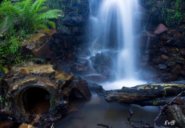 Tocht Te voet Fogars de Montclús - Itinerari Forestal de Fontmartina - Photo