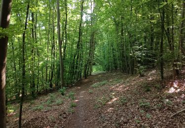 Tocht Stappen Notre-Dame-de-Bondeville - Randonnée en forêt Domaniale de Normandie - Photo