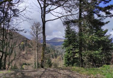 Excursión Senderismo Soultz-Haut-Rhin - Col Amic  - Photo