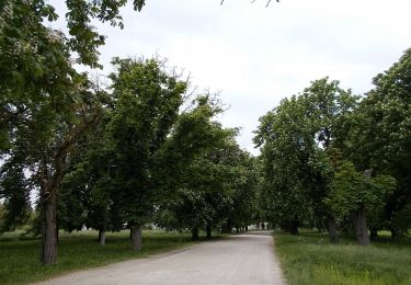 Tocht Te voet Keszthely - Z Fenékpuszta v.á. - Keszthely - Várvölgy - Photo