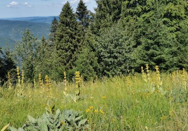 Randonnée Marche Septmoncel les Molunes - Jura Monts et Comté 2020-07 #J6 Pré Fillet - Les Arobiers 18 km - Photo